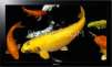 Pioneer KURO KRP-500M 50 inch Plasma Display